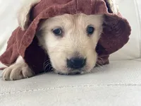 White Puppy :3, a male English Cream Golden Retriever for sale in Brooksville, FL – 4 of 10