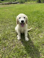 June Puppy 6, a female English Cream Golden Retriever for sale in Brooksville, FL – 6 of 7