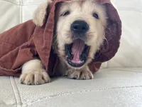 White Puppy :3, a male English Cream Golden Retriever for sale in Brooksville, FL – 2 of 10