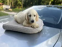 June Puppy 5, a male English Cream Golden Retriever for sale in Brooksville, FL – 1 of 7