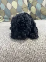 Black Tuxedo Boy, a male Poodle - Toy  for sale in Brooksville, FL – Photo 7 of 8