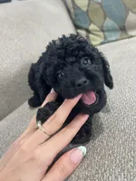 Black Tuxedo Boy, a male Poodle - Toy  for sale in Brooksville, FL – Photo 5 of 8