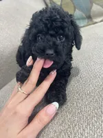 Black Tuxedo Boy, a male Poodle - Toy  for sale in Brooksville, FL – Photo 4 of 8