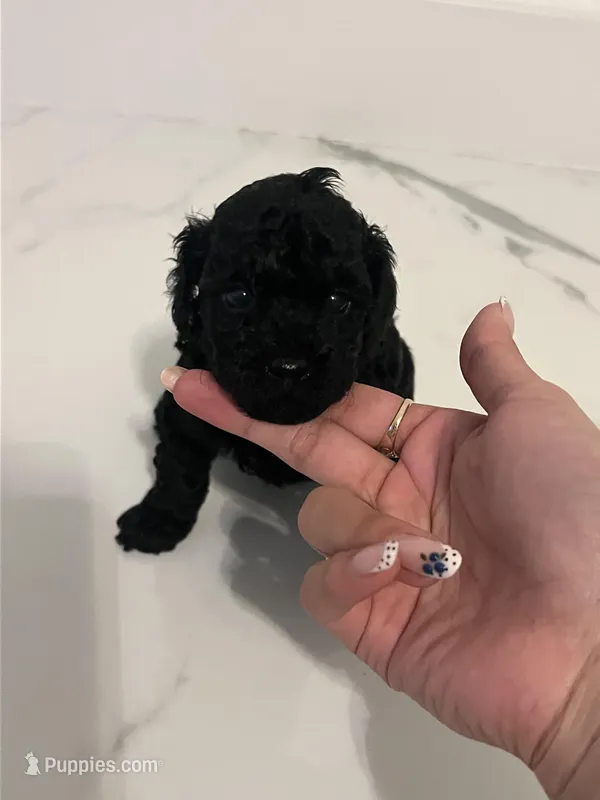 Black Tuxedo Boy – Poodle - Toy  puppy for sale in Brooksville, FL