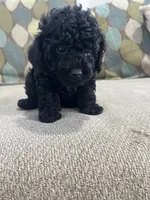 Black Tuxedo Boy, a male Poodle - Toy  for sale in Brooksville, FL – Photo 8 of 8