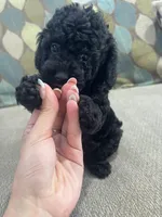 Black Tuxedo Boy, a male Poodle - Toy  for sale in Brooksville, FL – Photo 6 of 8