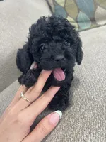 Black Tuxedo Boy, a male Poodle - Toy  for sale in Brooksville, FL – Photo 2 of 8