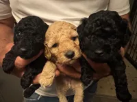 Black Tuxedo Boy, a male Poodle - Toy  for sale in Brooksville, FL – Photo 4 of 5