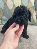 Black Tuxedo Boy, a male Poodle - Toy  for sale in Brooksville, FL – Photo 3 of 8