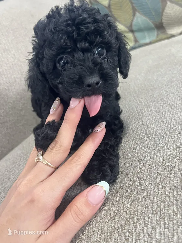 Black Tuxedo Boy – Poodle - Toy  puppy for sale in Brooksville, FL
