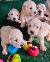 White Puppy 5 (b) , a male English Cream Golden Retriever for sale in Brooksville, FL – 4 of 4