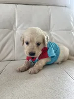 White Puppy .2, a male English Cream Golden Retriever for sale in Brooksville, FL – 4 of 8