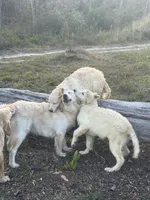 White Puppy 1 (b), a male English Cream Golden Retriever for sale in Brooksville, FL – 3 of 4