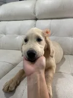 White Puppy 2 (f), a female English Cream Golden Retriever for sale in Brooksville, FL – 2 of 6