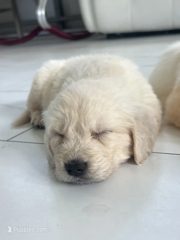 White Puppy 3 (f)  – English Cream Golden Retriever puppy for sale in Brooksville, FL