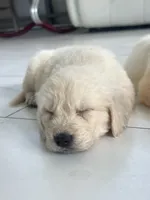 White Puppy 3 (f) , a female English Cream Golden Retriever for sale in Brooksville, FL – 1 of 9