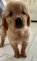 Red Puppy 2 (m) , a male Golden Retriever for sale in Brooksville, FL – 2 of 4