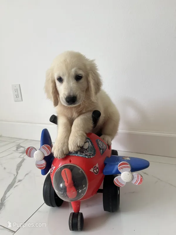 White Puppy :3 – English Cream Golden Retriever puppy for sale in Brooksville, FL