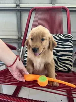 Red Puppy 1 (m), a male Golden Retriever for sale in Brooksville, FL – 3 of 5