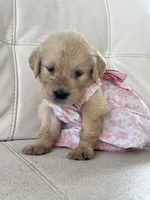 White Puppy .5, a female English Cream Golden Retriever for sale in Brooksville, FL – 3 of 8