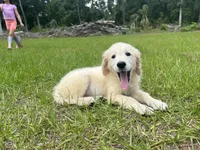 June Puppy 8, a female English Cream Golden Retriever for sale in Brooksville, FL – 3 of 8