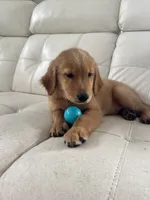 Red Puppy 1 (m), a male Golden Retriever for sale in Brooksville, FL – 2 of 7