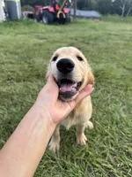 Red Puppy 3 (f), a female Golden Retriever for sale in Brooksville, FL – 2 of 5