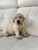 White Puppy 1, a male English Cream Golden Retriever for sale in Brooksville, FL – 6 of 10