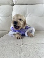 White Puppy .6, a female English Cream Golden Retriever for sale in Brooksville, FL – 6 of 10
