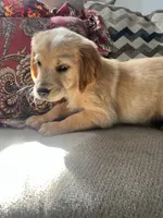 Red Puppy 3 (f), a female Golden Retriever for sale in Brooksville, FL – 1 of 4