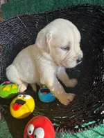White Puppy 4 (b), a male English Cream Golden Retriever for sale in Brooksville, FL – 3 of 4