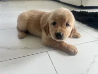 Red Puppy 2 (f), a female Golden Retriever for sale in Brooksville, FL – 3 of 6