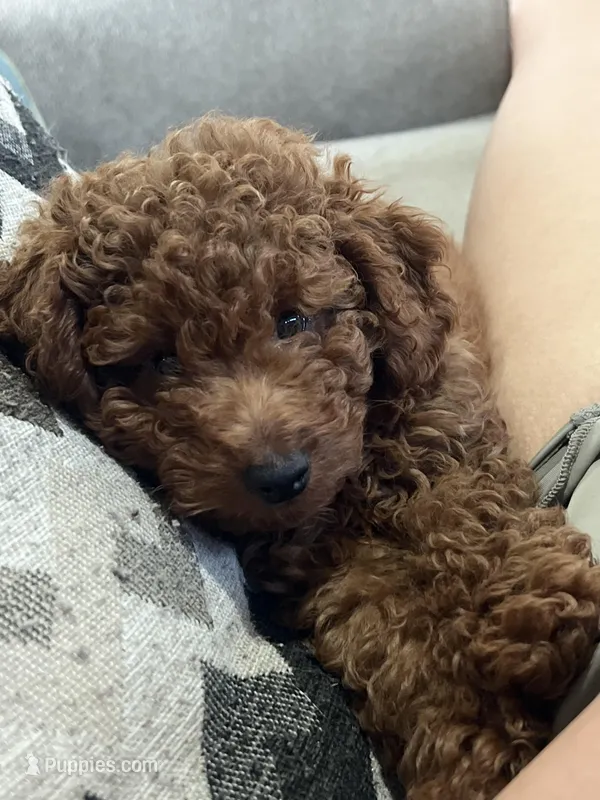 Brown Boy – Poodle - Toy  puppy for sale in Brooksville, FL