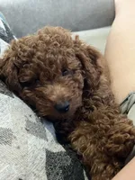 Brown Boy, a male Poodle - Toy  for sale in Brooksville, FL – Photo 1 of 7