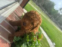 Chocolate Boy, a male Poodle - Toy  for sale in Brooksville, FL – Photo 5 of 6