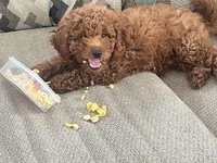 Chocolate Boy, a male Poodle - Toy  for sale in Brooksville, FL – Photo 2 of 6