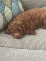 Chocolate Boy, a male Poodle - Toy  for sale in Brooksville, FL – Photo 3 of 6