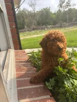 Chocolate Boy, a male Poodle - Toy  for sale in Brooksville, FL – Photo 6 of 6
