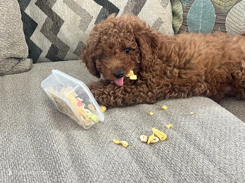 Chocolate Boy – Poodle - Toy  puppy for sale in Brooksville, FL