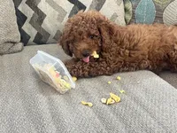 Chocolate Boy, a male Poodle - Toy  for sale in Brooksville, FL – Photo 1 of 6