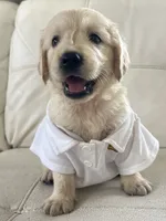 White Puppy 4, a male English Cream Golden Retriever for sale in Brooksville, FL – 5 of 7