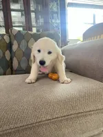 June Puppy 2, a male English Cream Golden Retriever for sale in Brooksville, FL – 3 of 6
