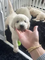 White Puppy 3 (b), a male English Cream Golden Retriever for sale in Brooksville, FL – 8 of 8