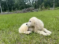 June Puppy 8, a female English Cream Golden Retriever for sale in Brooksville, FL – 7 of 8