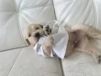 White Puppy .:3, a male English Cream Golden Retriever for sale in Brooksville, FL – 5 of 7