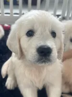 White Puppy 1 (b), a male English Cream Golden Retriever for sale in Brooksville, FL – 3 of 10