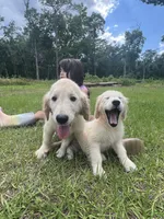 June Puppy 9, a female English Cream Golden Retriever for sale in Brooksville, FL – 5 of 5