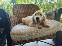 June Puppy 4, a male English Cream Golden Retriever for sale in Brooksville, FL – 6 of 6