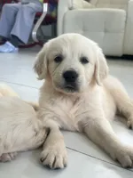 White Puppy 1 (f), a female English Cream Golden Retriever for sale in Brooksville, FL – 3 of 10