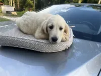 June Puppy 5, a male English Cream Golden Retriever for sale in Brooksville, FL – 3 of 7